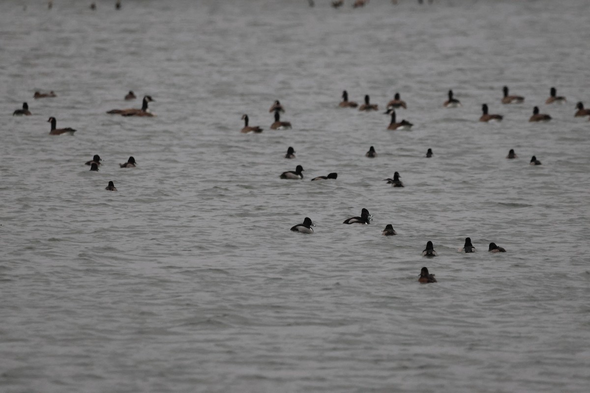Ring-necked Duck - ML646078108