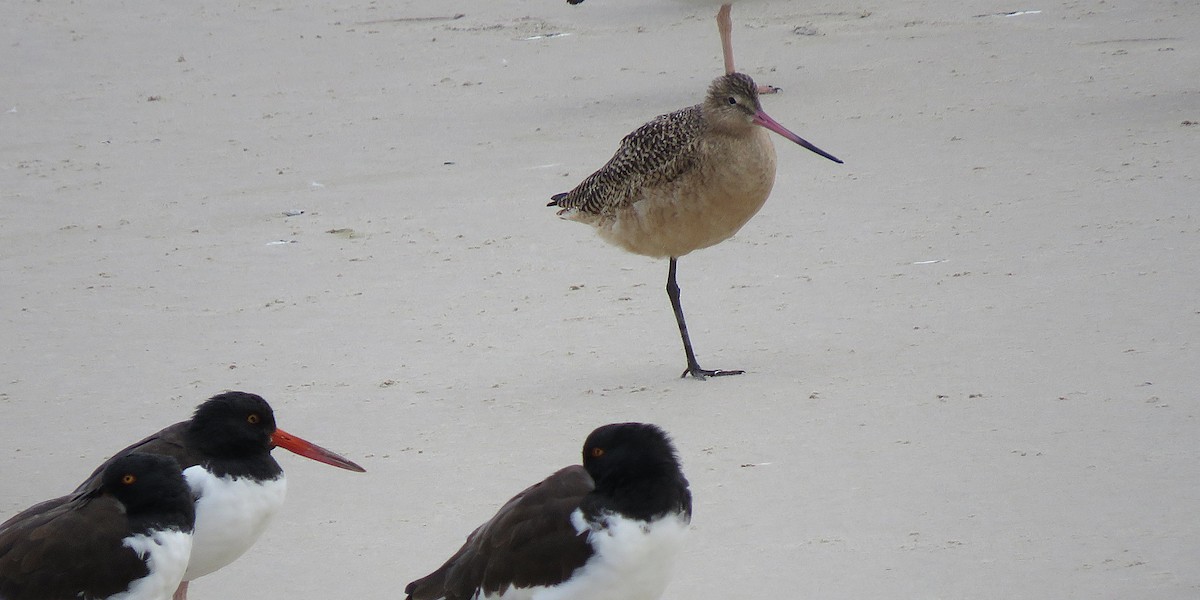 Marbled Godwit - ML646078109