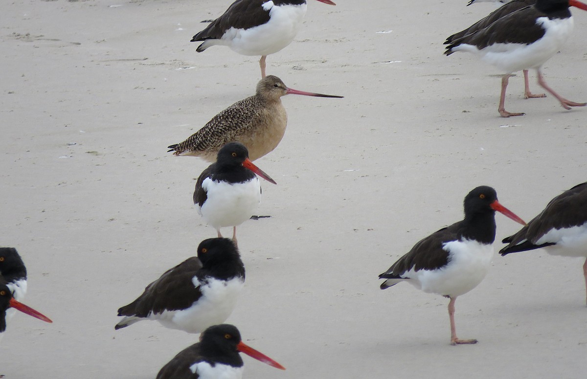Marbled Godwit - ML646078110