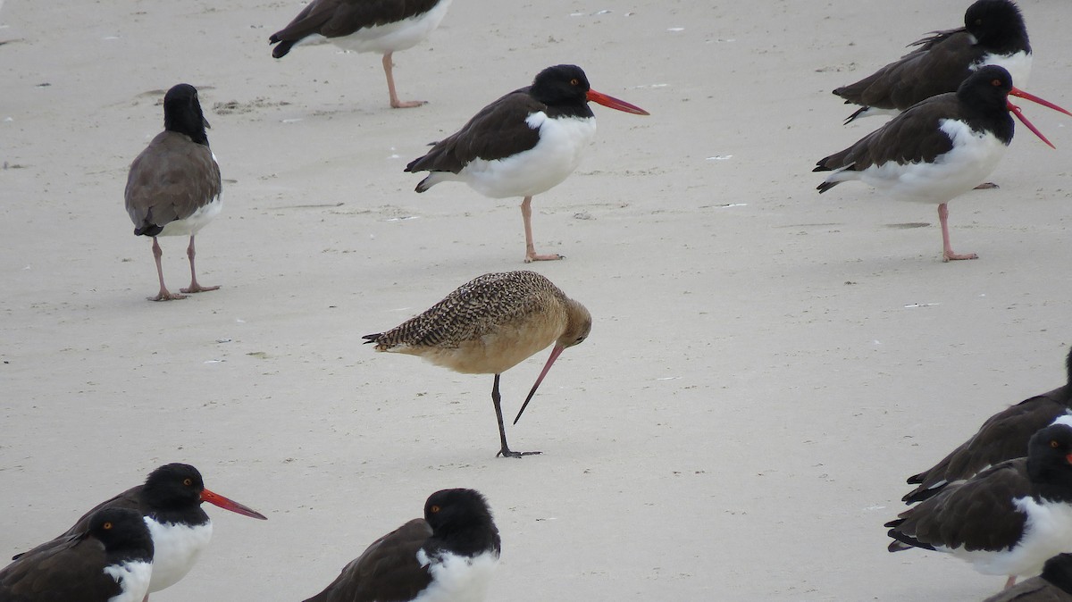 Marbled Godwit - ML646078111