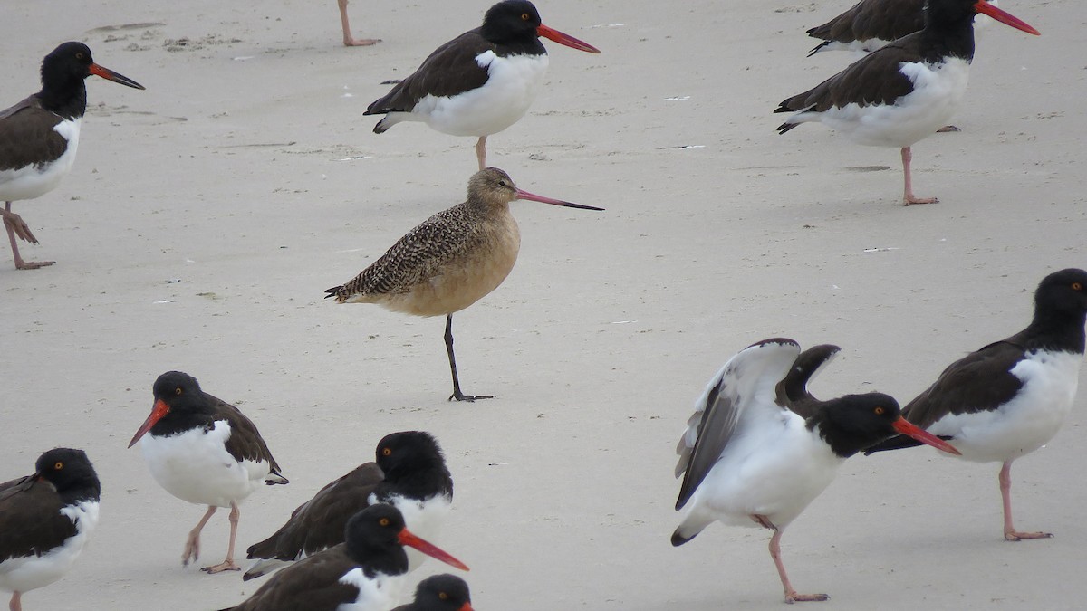 Marbled Godwit - ML646078112