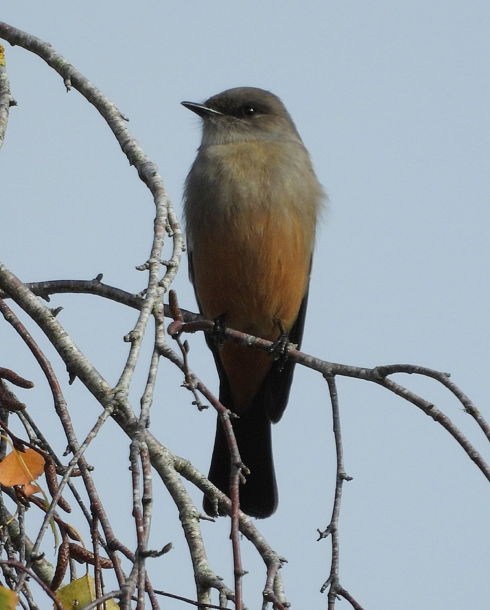 Say's Phoebe - ML646078114