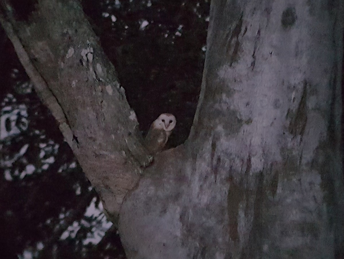 Eastern Barn Owl - ML646078118
