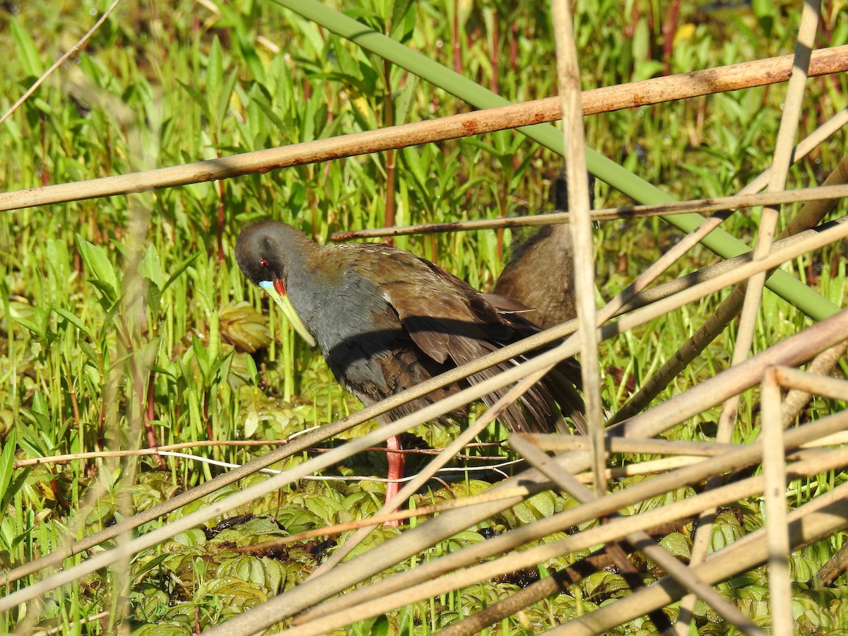 Kurşuni Sukılavuzu - ML646078119