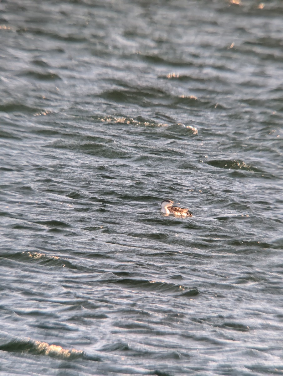 Red-throated Loon - ML646078120