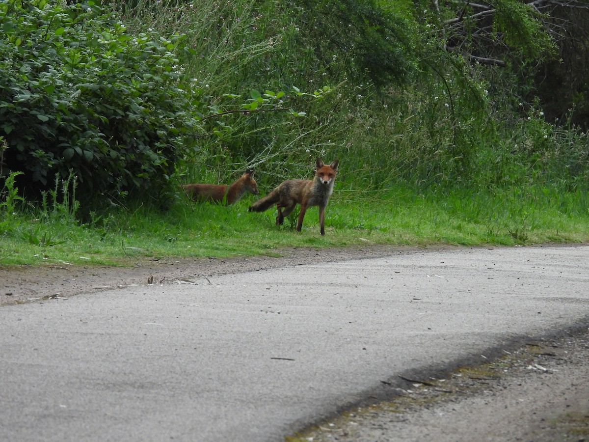 Animals - ML646078121