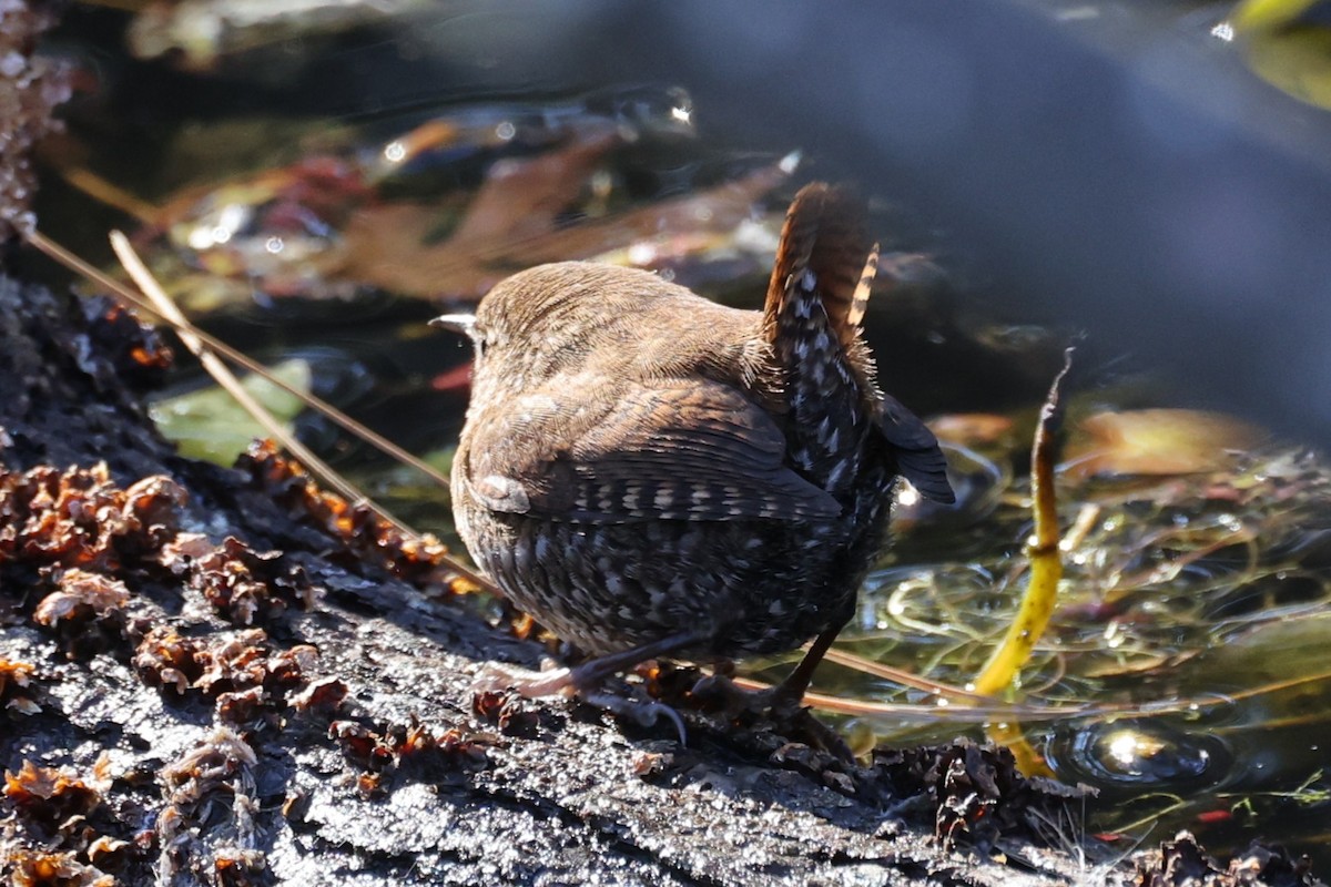Winter Wren - ML646078123