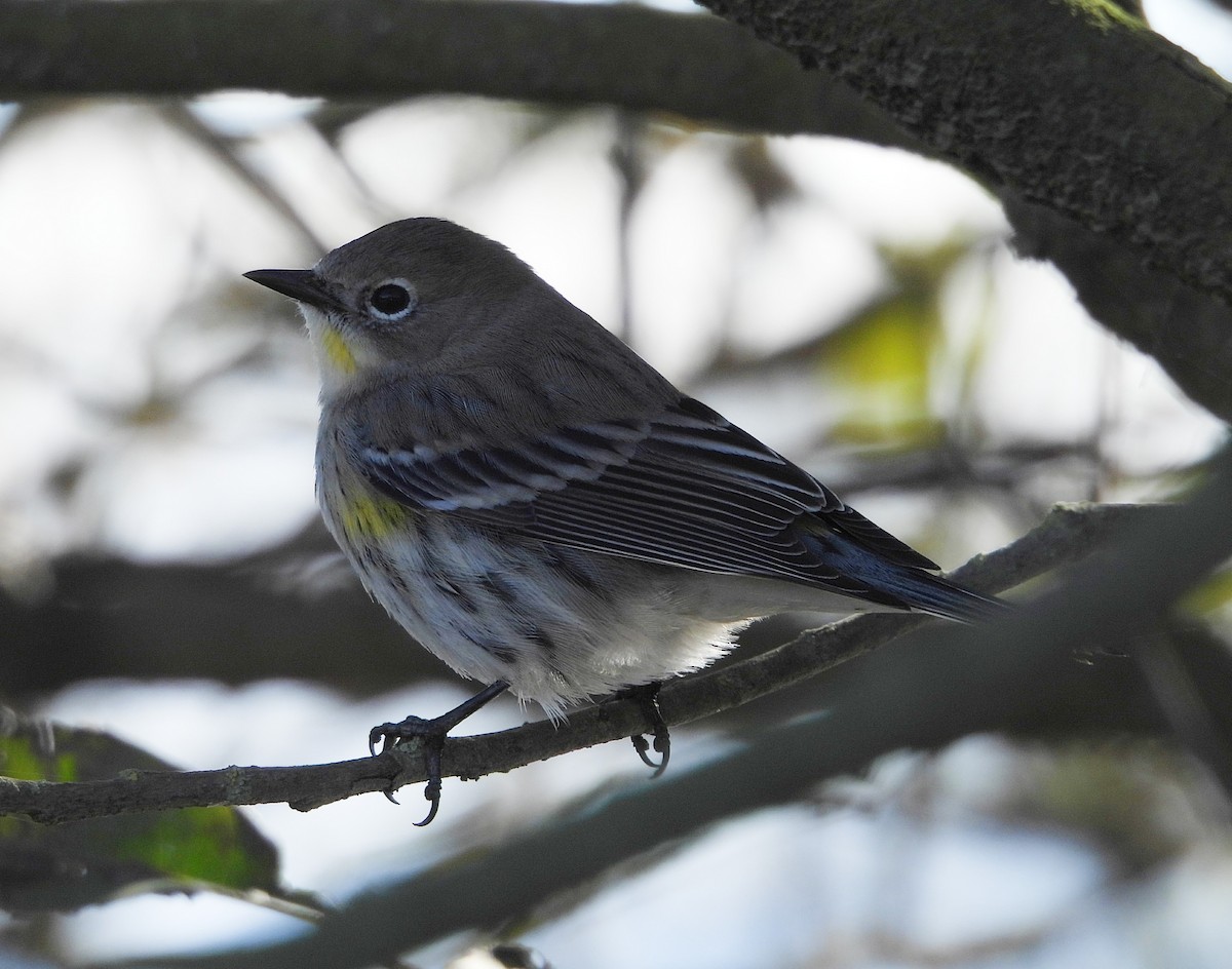 Yellow-rumped Warbler - ML646078124