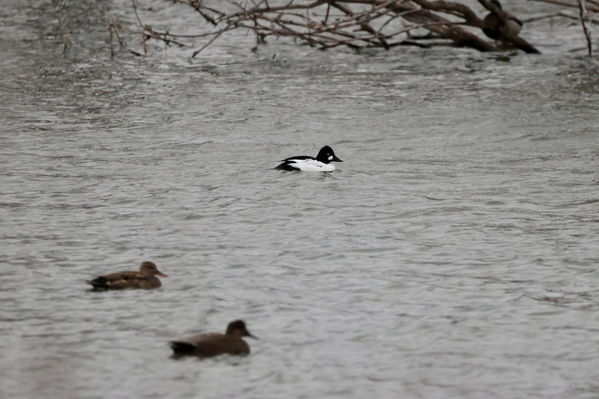 Common Goldeneye - ML646078126