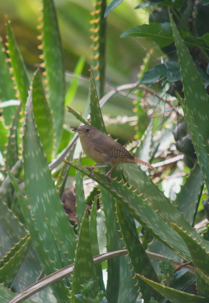 Southern House Wren - ML646078129