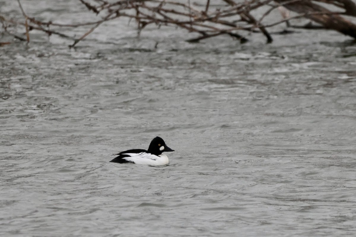 Common Goldeneye - ML646078130