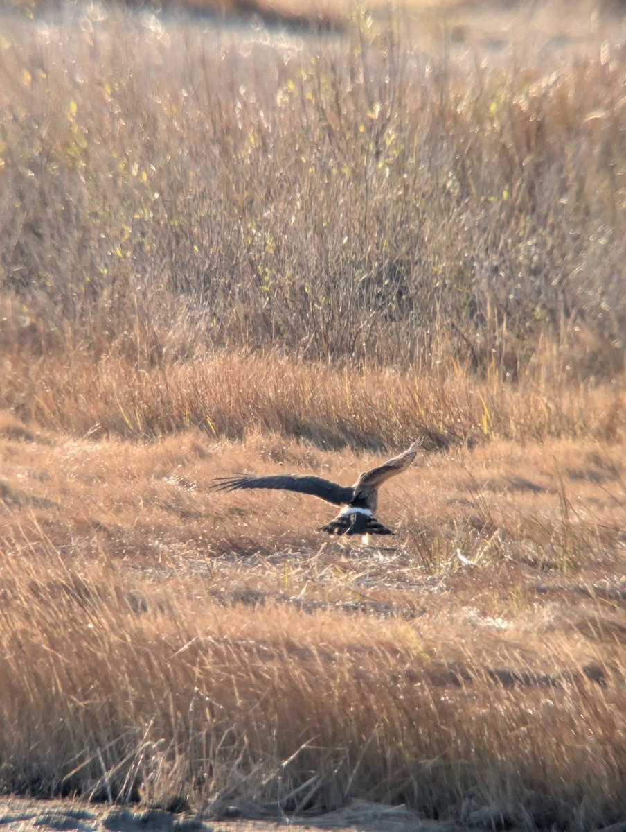 Northern Harrier - ML646078133