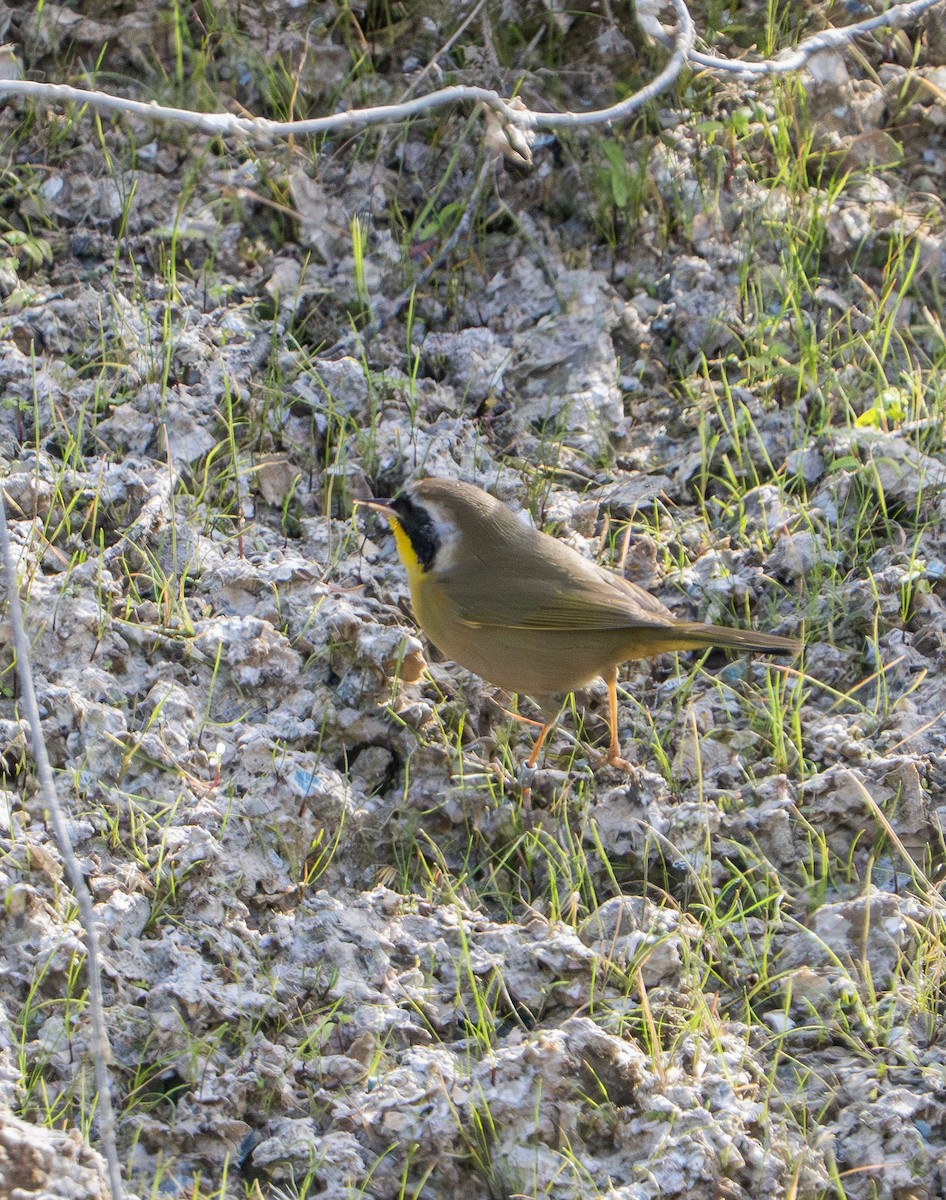 Common Yellowthroat - ML646078134
