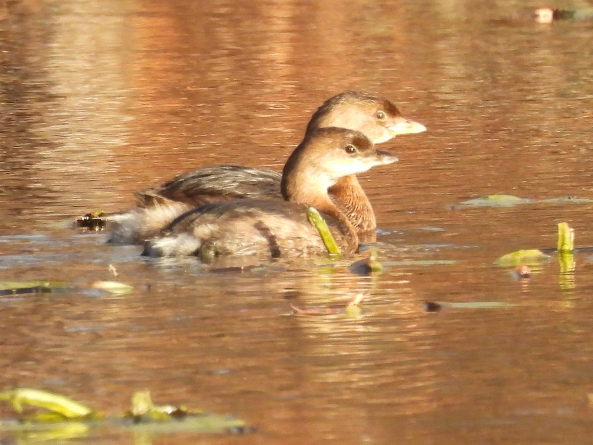 Pied-billed Grebe - ML646078136