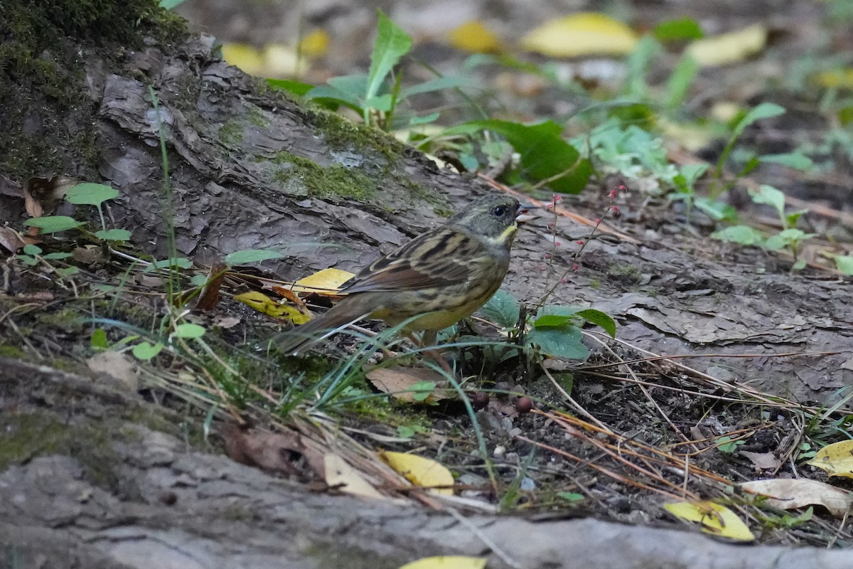 svartmaskespurv - ML646078140