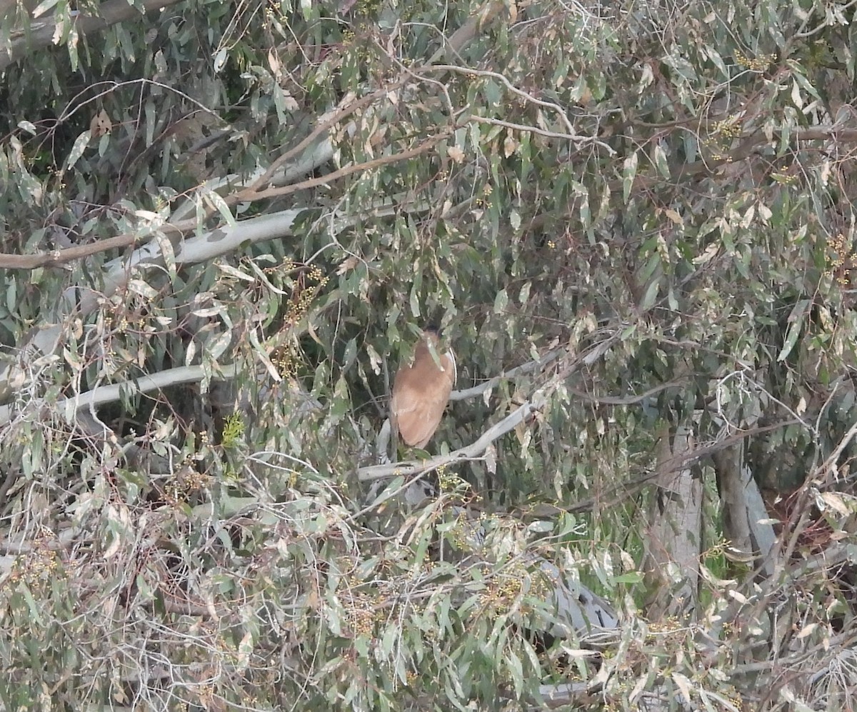 Nankeen Night Heron - ML646078141