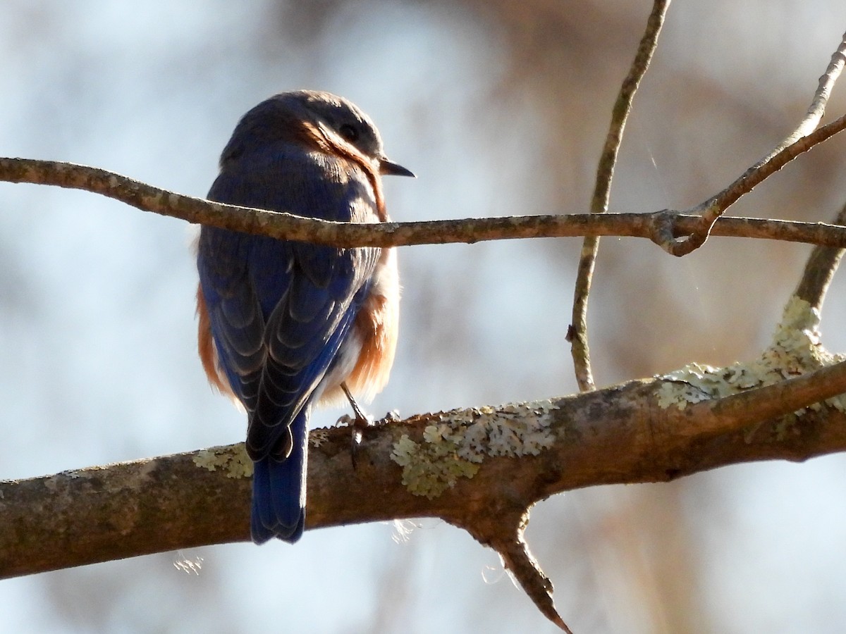 Eastern Bluebird - ML646078148
