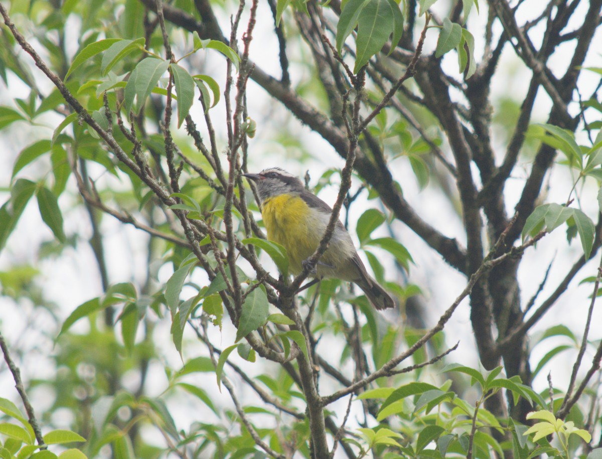 Bananaquit - ML646078150