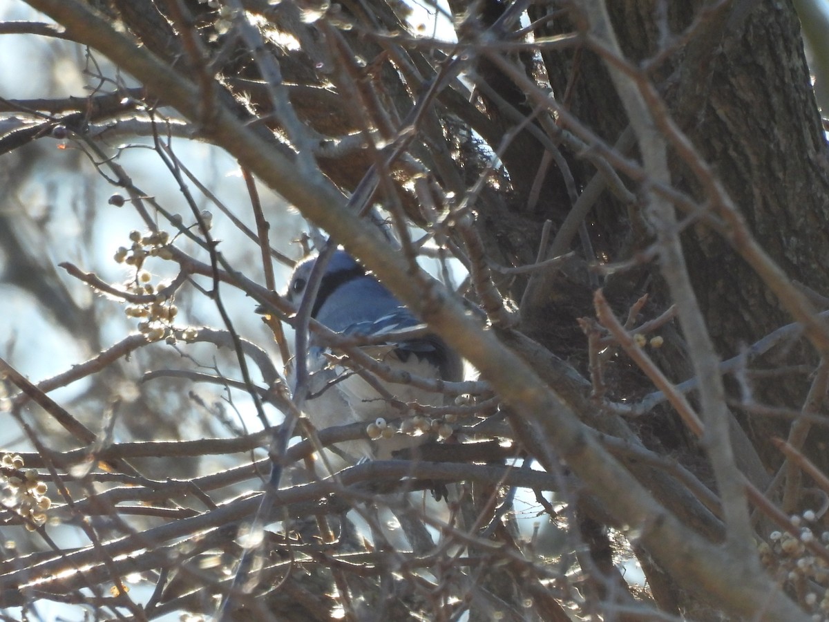 Сизойка блакитна - ML646078151