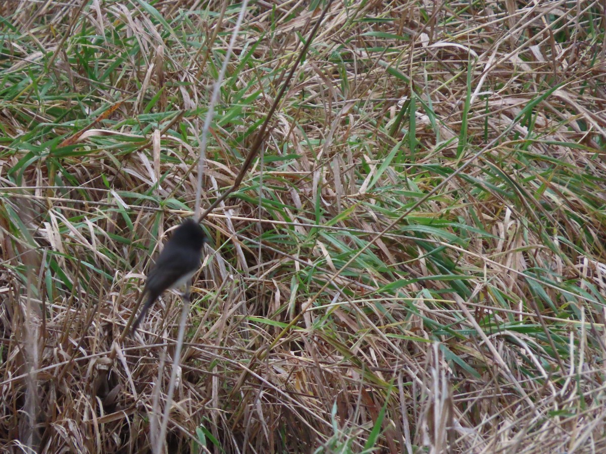 Black Phoebe - ML646078159