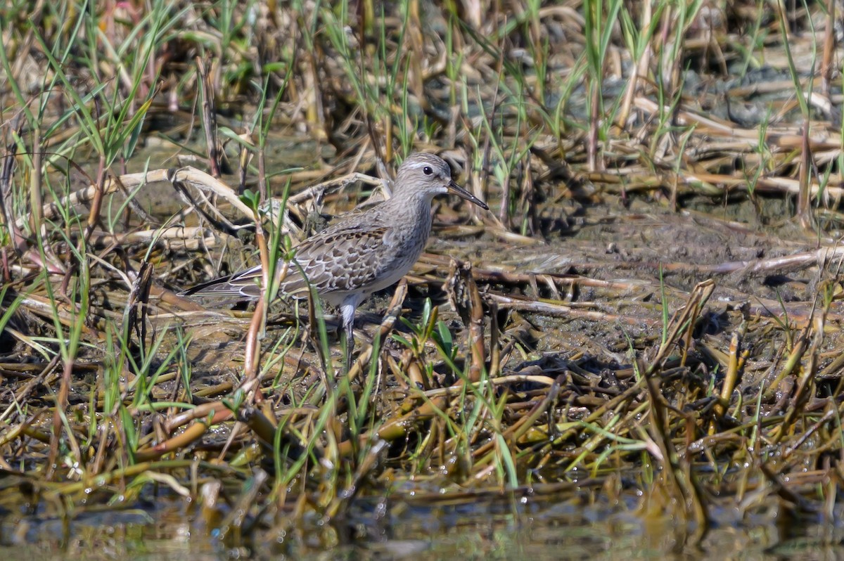 Бонапартов песочник - ML646078165