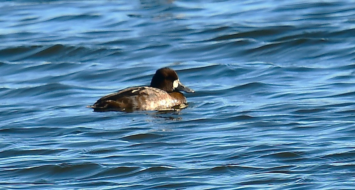 Lesser Scaup - ML646078166