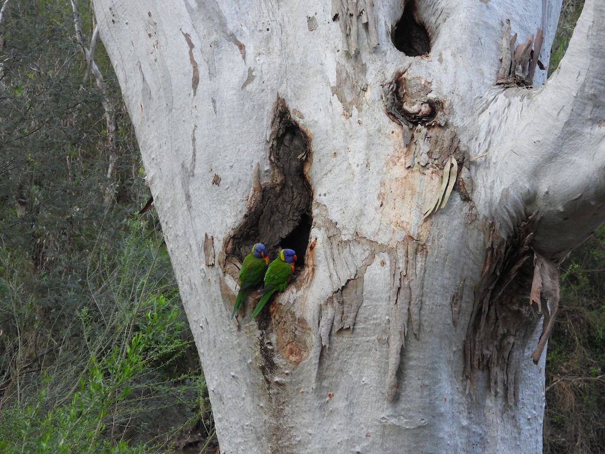 Rainbow Lorikeet - ML646078167