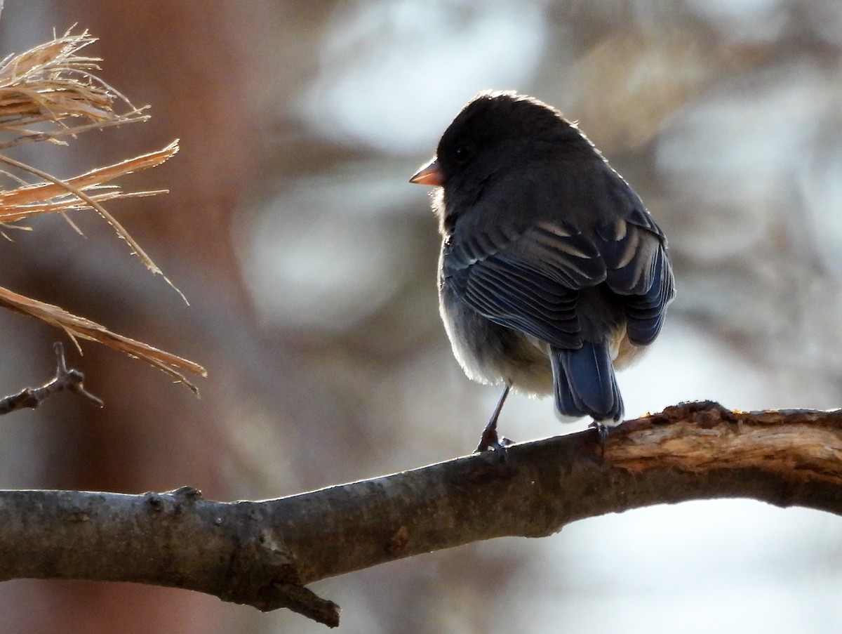 Dark-eyed Junco - ML646078168