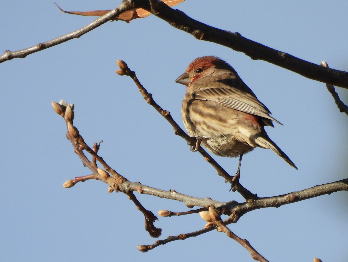 House Finch - ML646078175