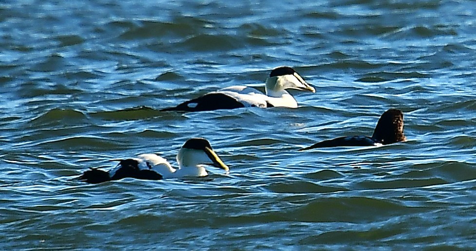 Common Eider - ML646078184