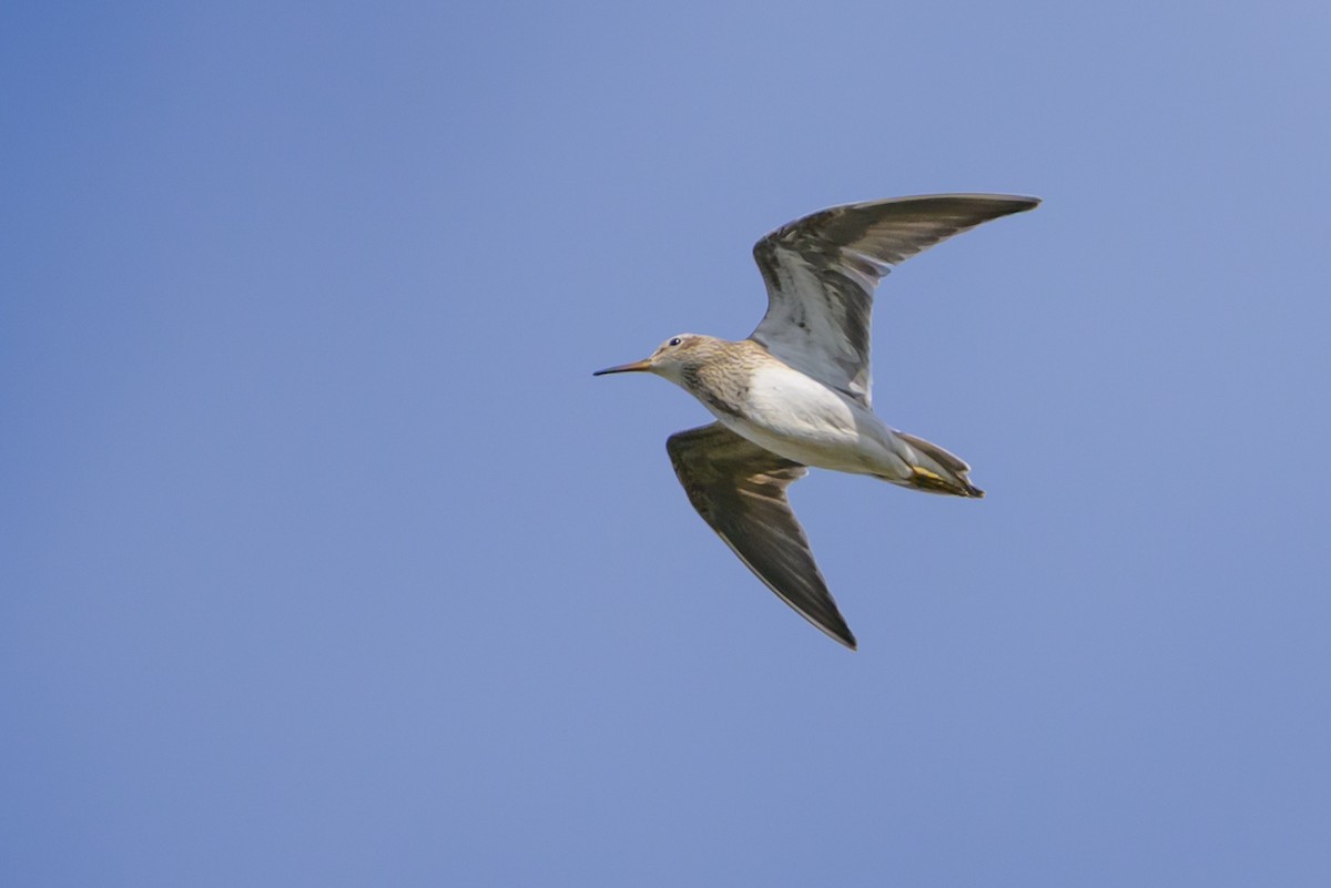 Дутыш - ML646078187