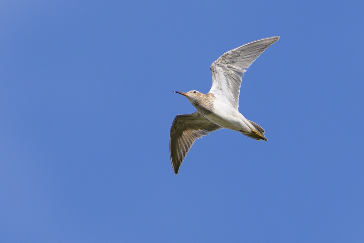 Дутыш - ML646078188