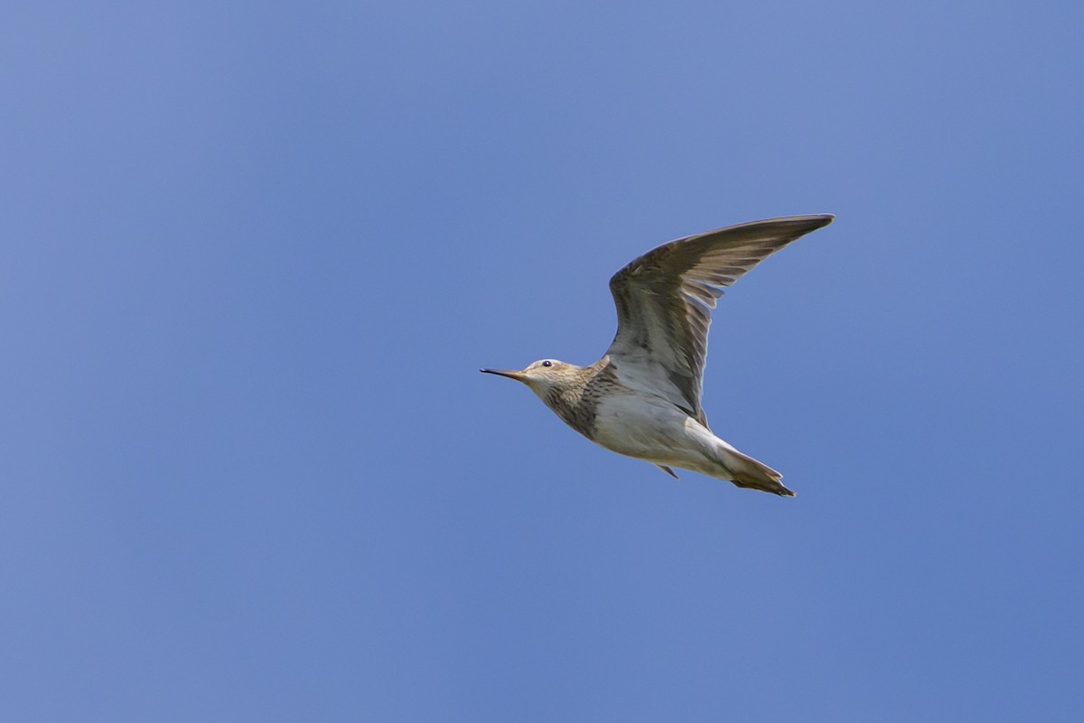 Дутыш - ML646078189