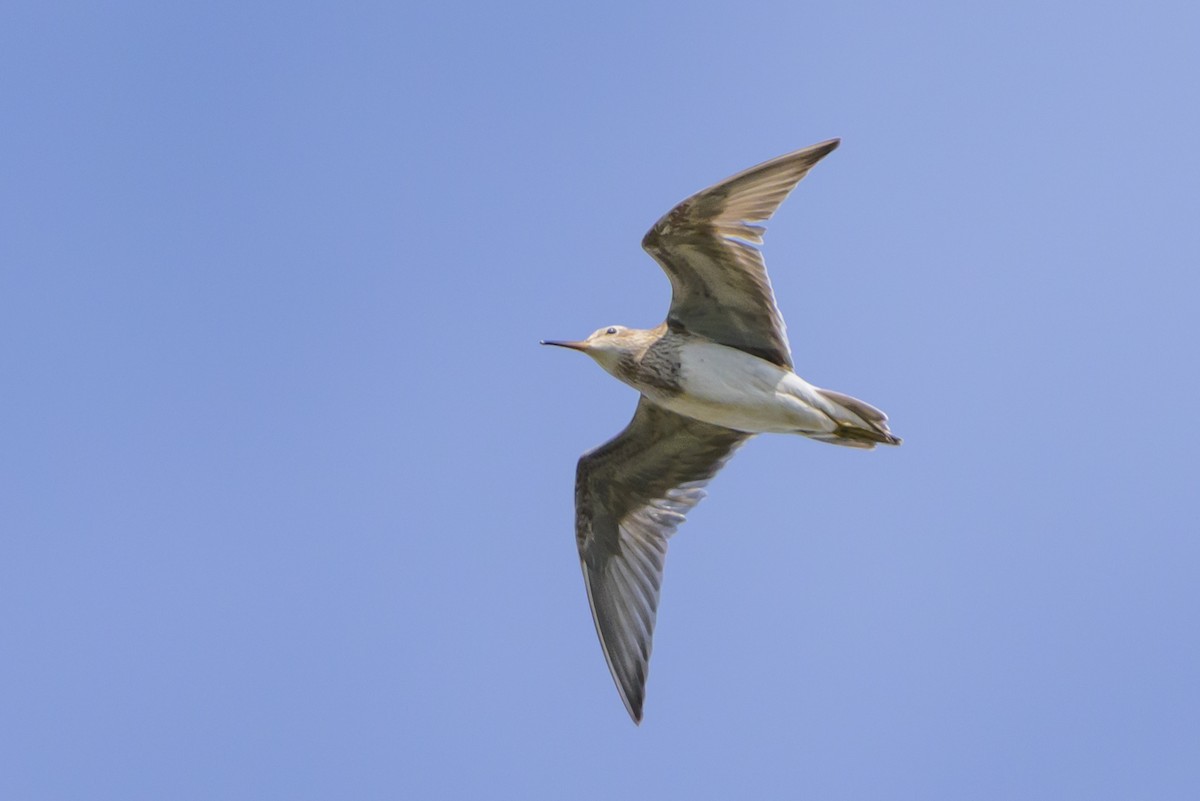 Дутыш - ML646078191