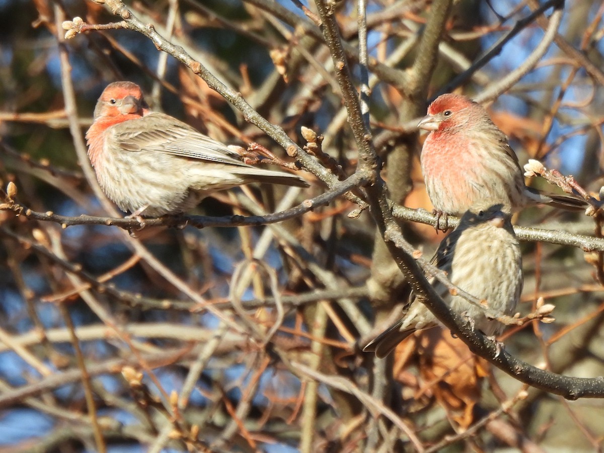 House Finch - ML646078195