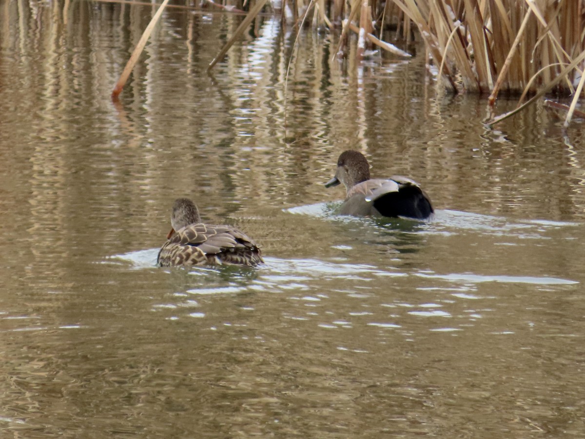 Серая утка - ML646078199