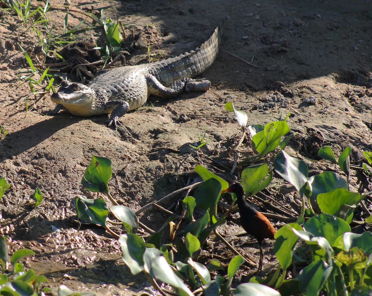 Wattled Jacana - ML646078201