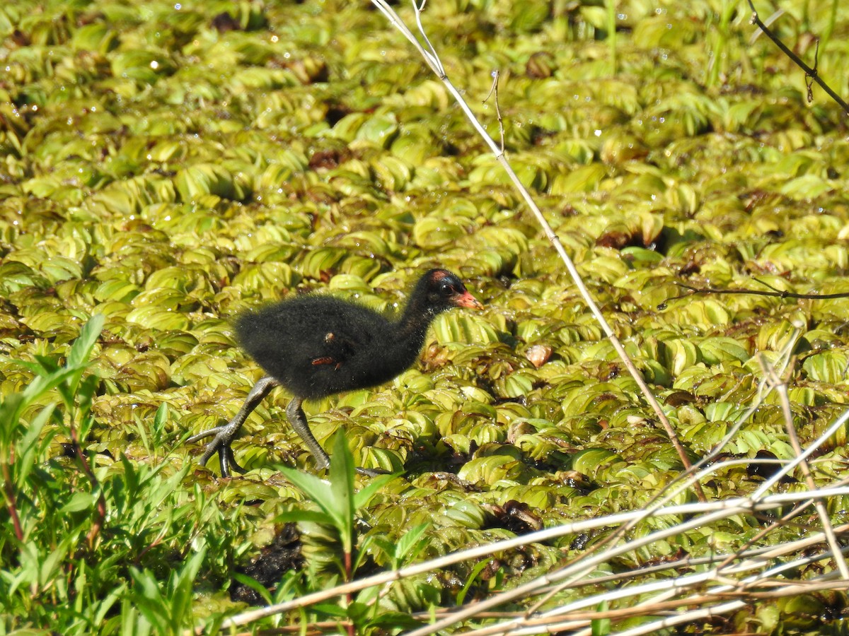 Gallinule d'Amérique - ML646078204