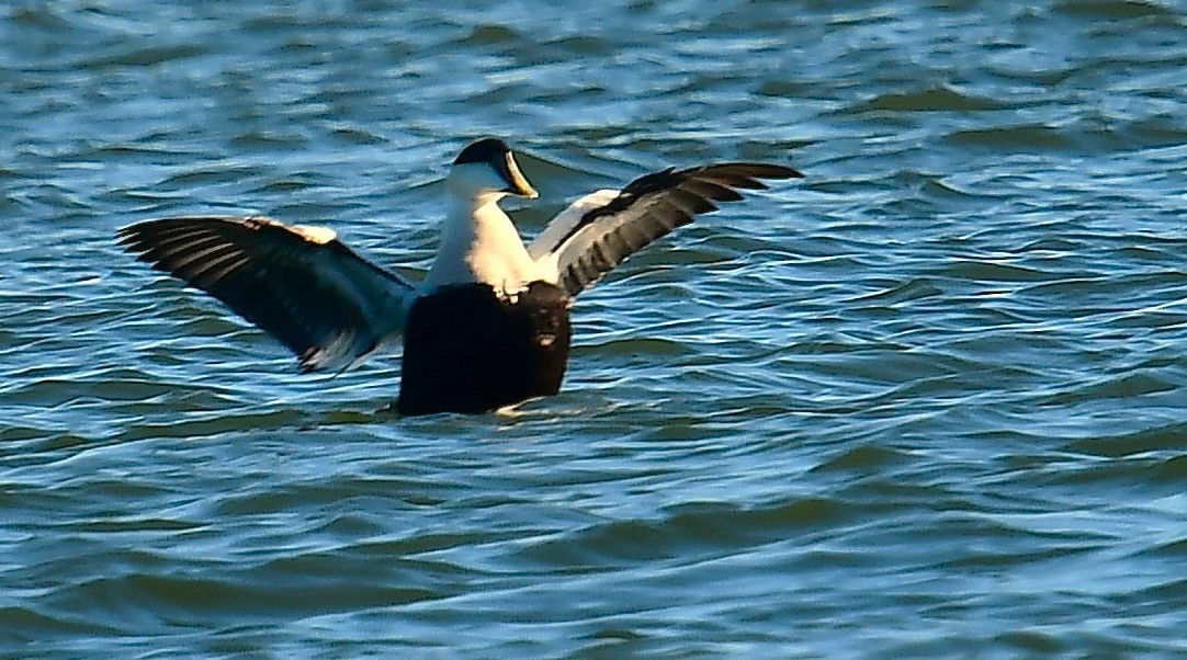 Common Eider - ML646078206