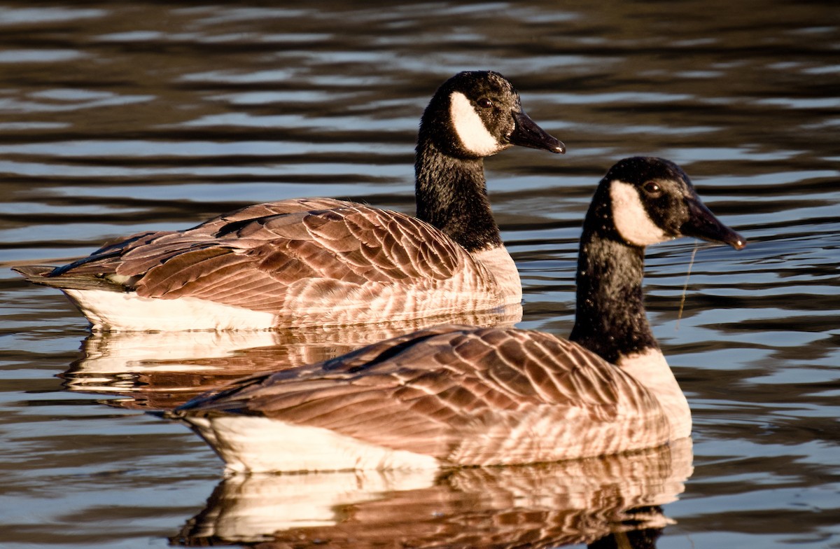 Canada Goose - ML646078207
