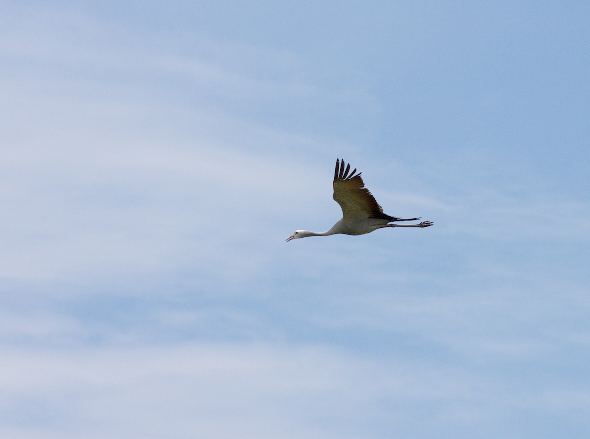 Blue Crane - ML64607821