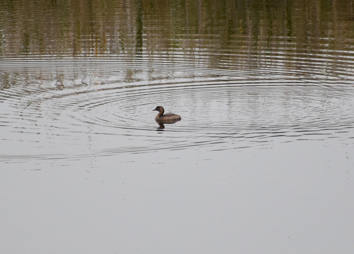 dvergdykker - ML646078211