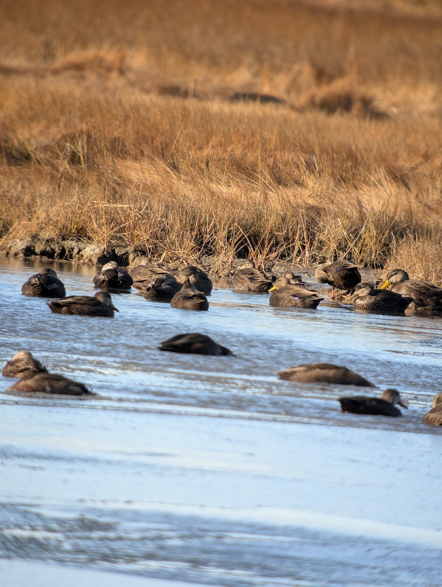 American Black Duck - ML646078212