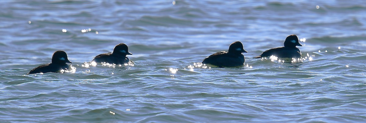 Bufflehead - ML646078213