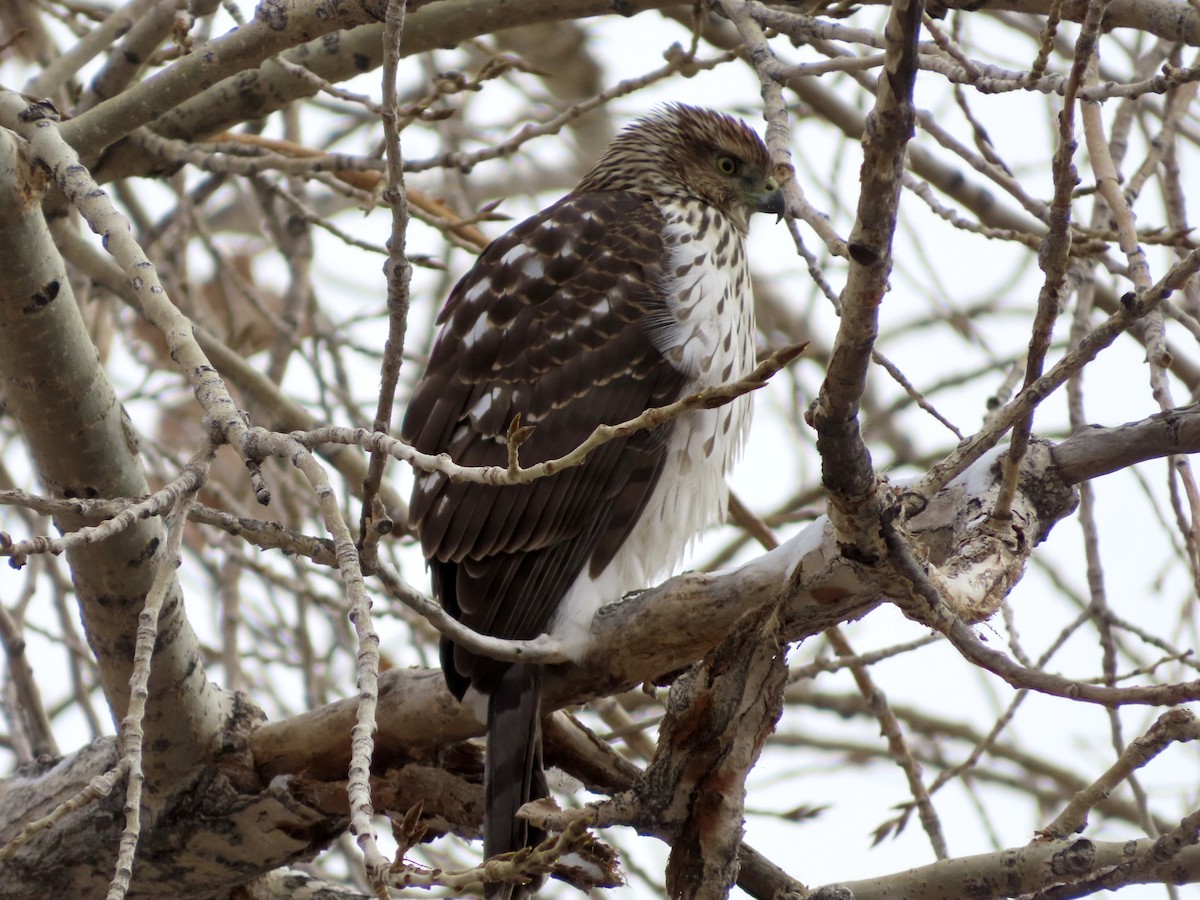 Cooper's Hawk - ML646078214