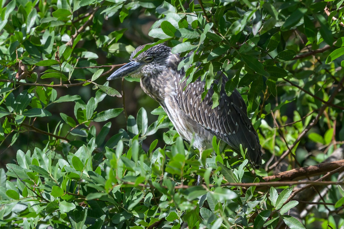אנפת לילה צהובת-כיפה - ML646078215