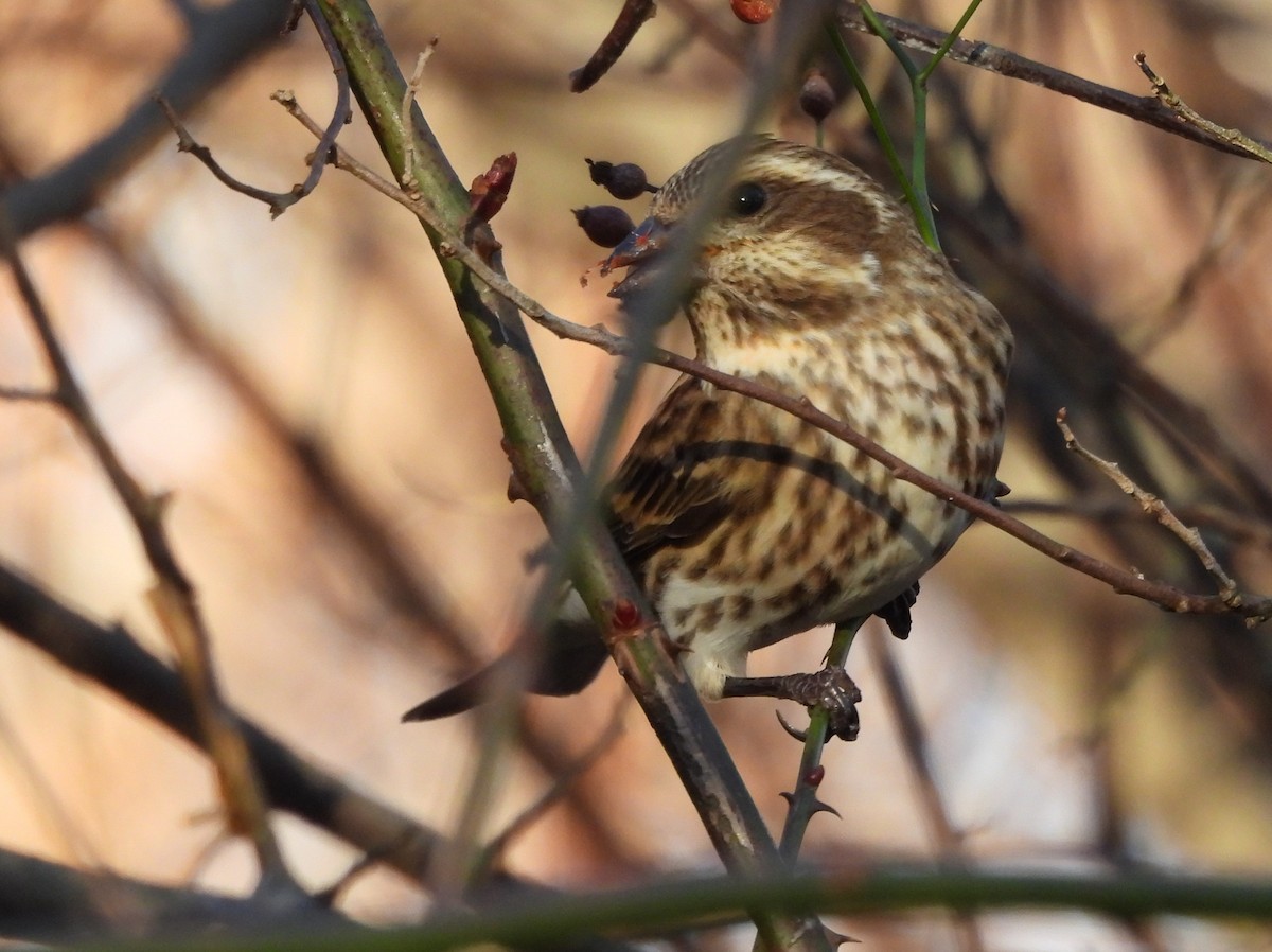 Camachuelo Purpúreo - ML646078221