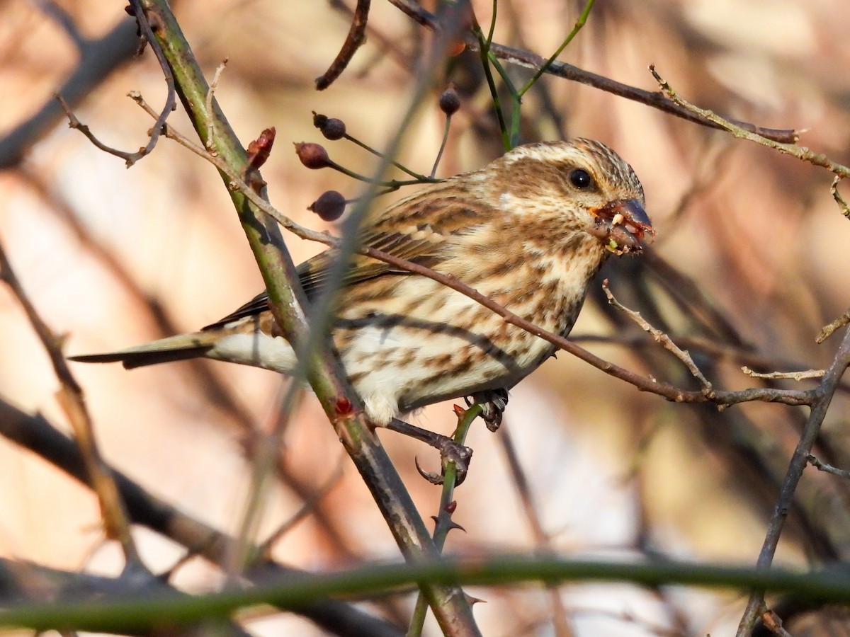 Camachuelo Purpúreo - ML646078222