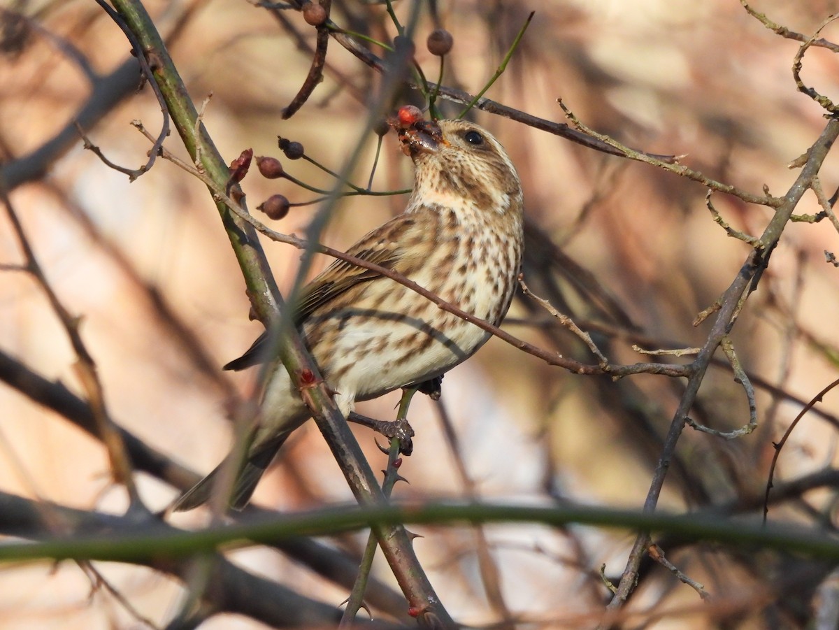 Camachuelo Purpúreo - ML646078223