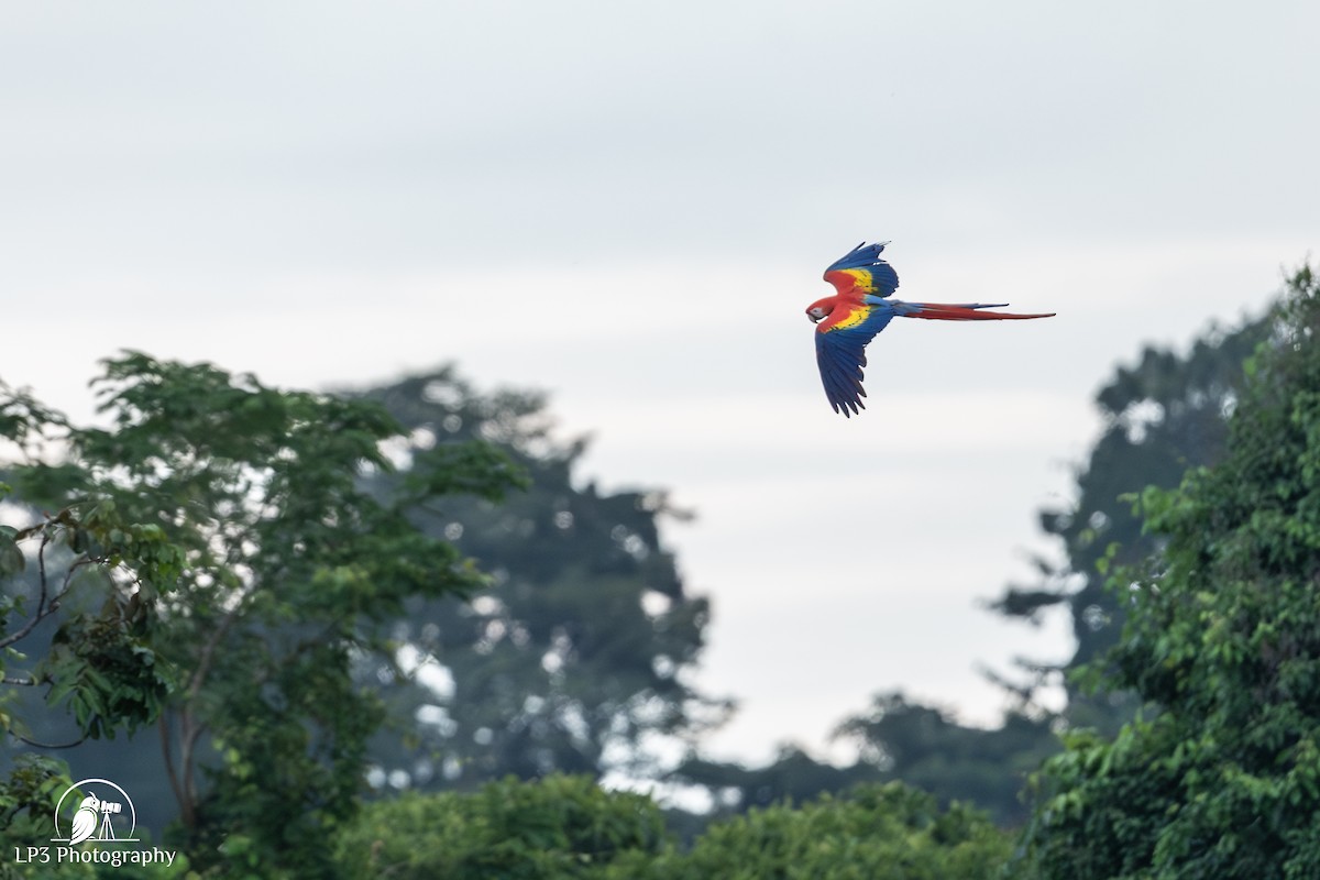 Scarlet Macaw - ML646078224